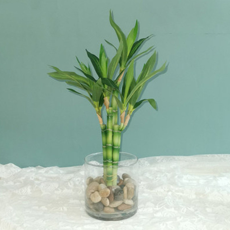 Aquarium Plant Display - Mới 40Cm RFtificial May Mắn Tre