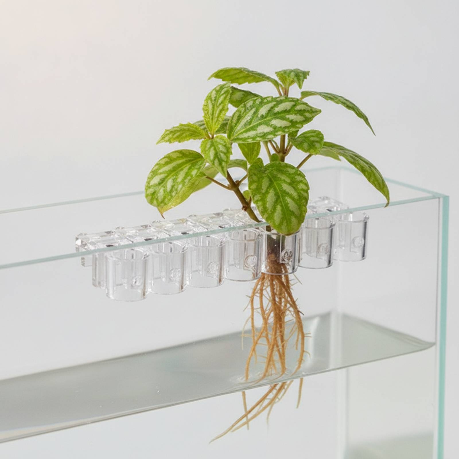 6 Pieces Aquarium Planter Clea - đánh giá và giá Aquarium Plant
