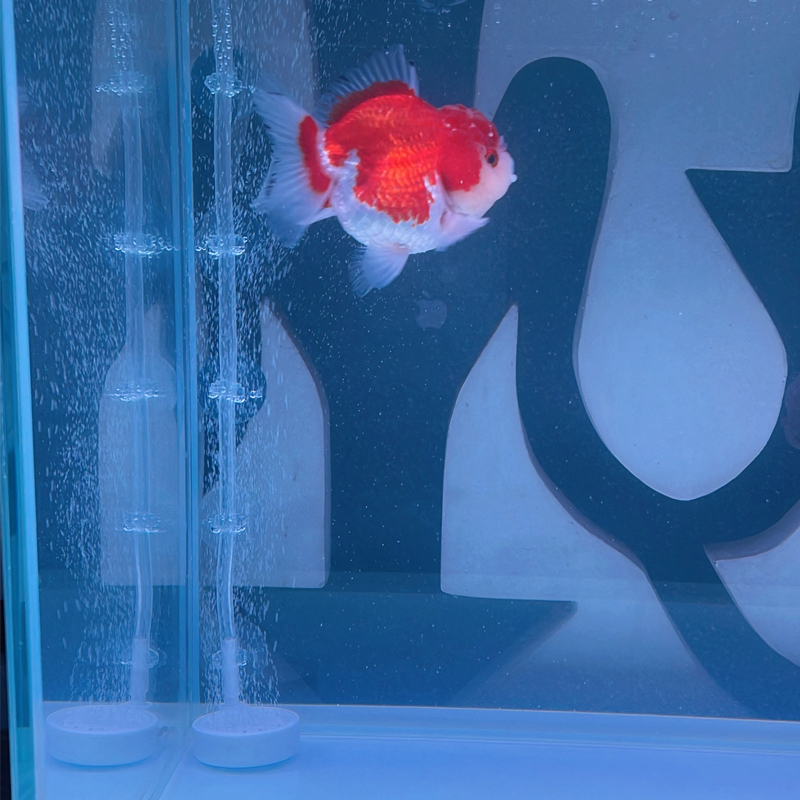 Aquarium Suction Cup 10PC Fish - đánh giá và giá Planted Aquarium Accessories