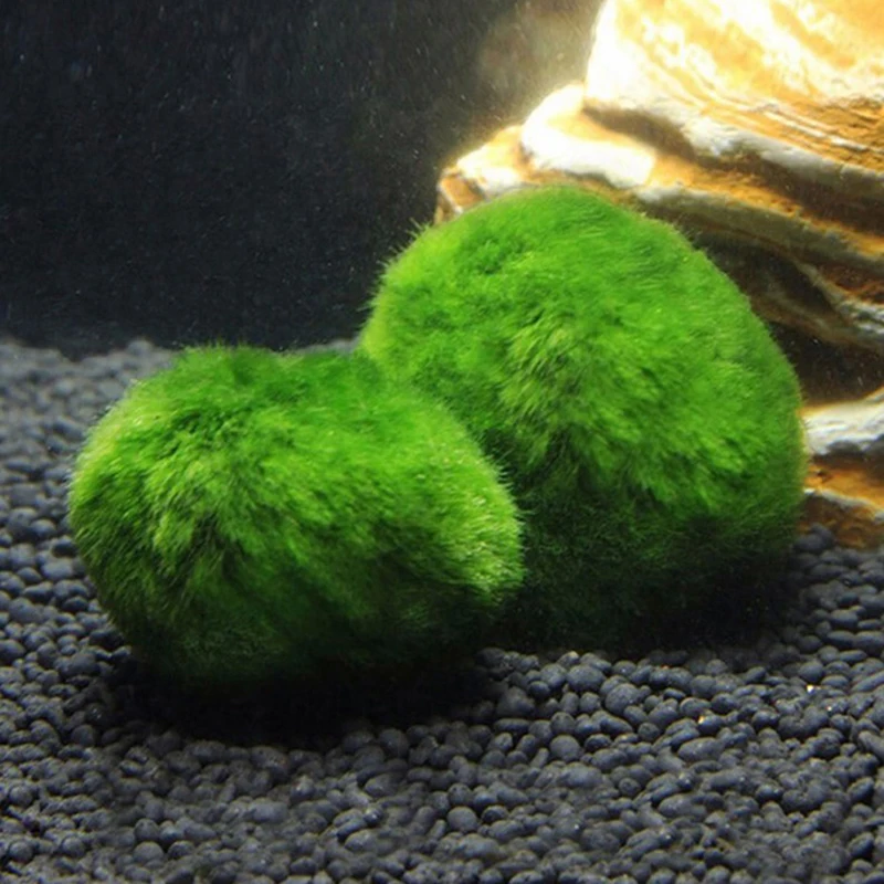 1Pcs 3-4cm Moss Balls Live Aqu - đánh giá và giá Aquarium Planted Tank Substrate