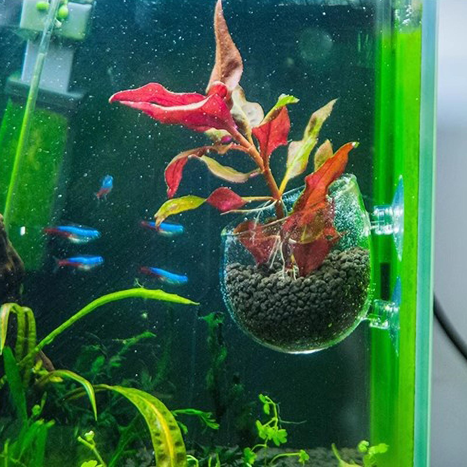 Aquarium Plant Holder Glass Aq - đánh giá và giá Aquarium Planted Tank Substrate