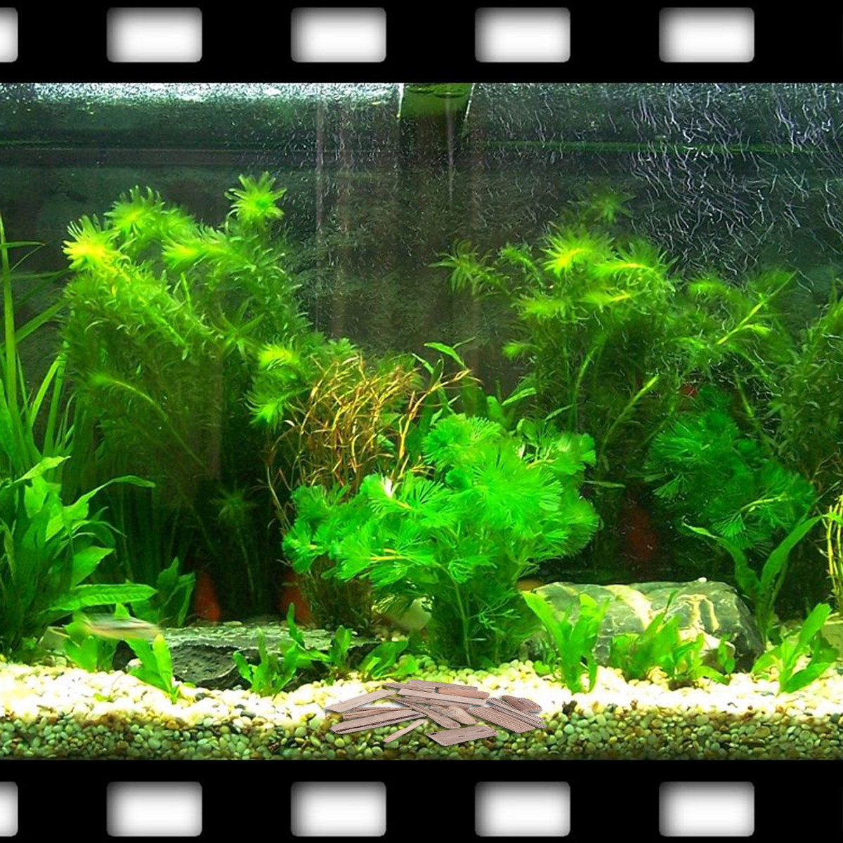 30Pcs Driftwood Fish Tank Deco - đánh giá và giá Planted Aquarium Ph