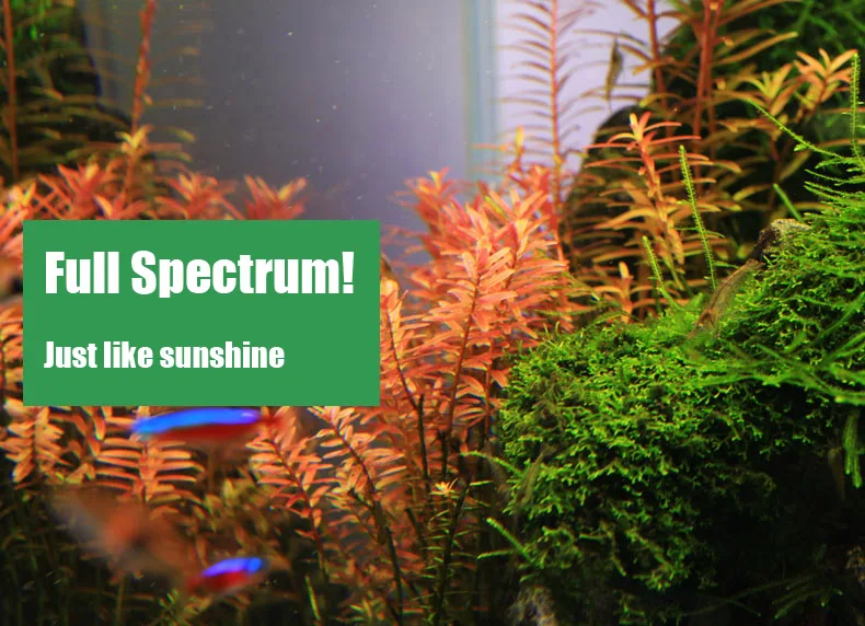 Chihiros C Series ADA Style Pl - đánh giá và giá Planted Aquarium Mini