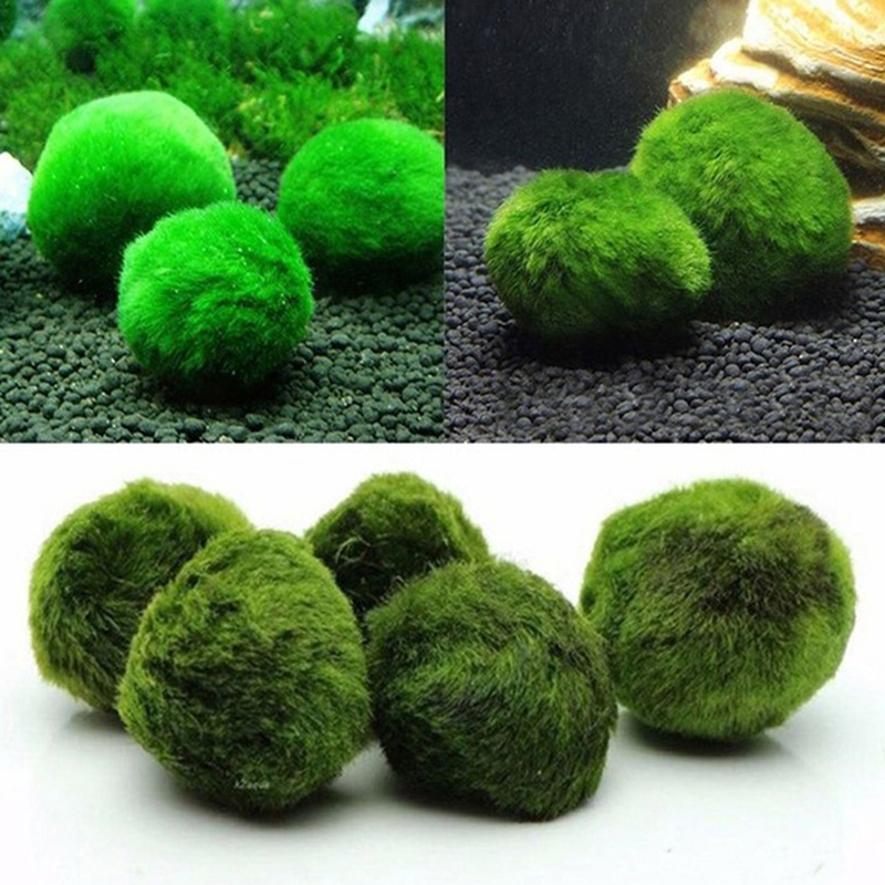 Marimo Moss Balls Live Aquariu - đánh giá và giá Aquarium Planted Tank Substrate