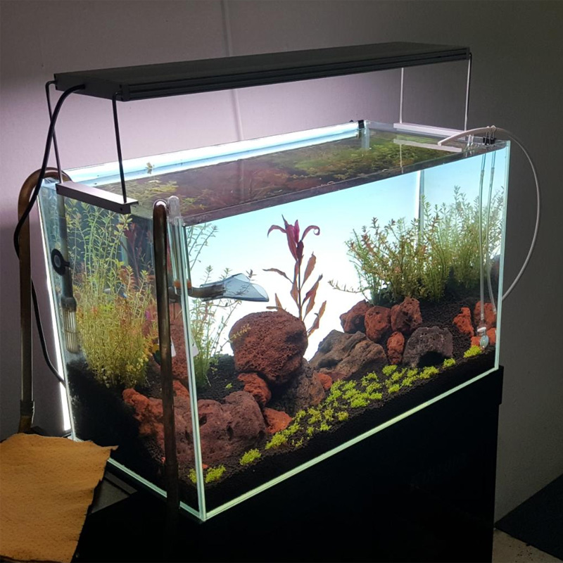 Best-selling white LED aquariu - đánh giá và giá Planted Aquarium Best Fish