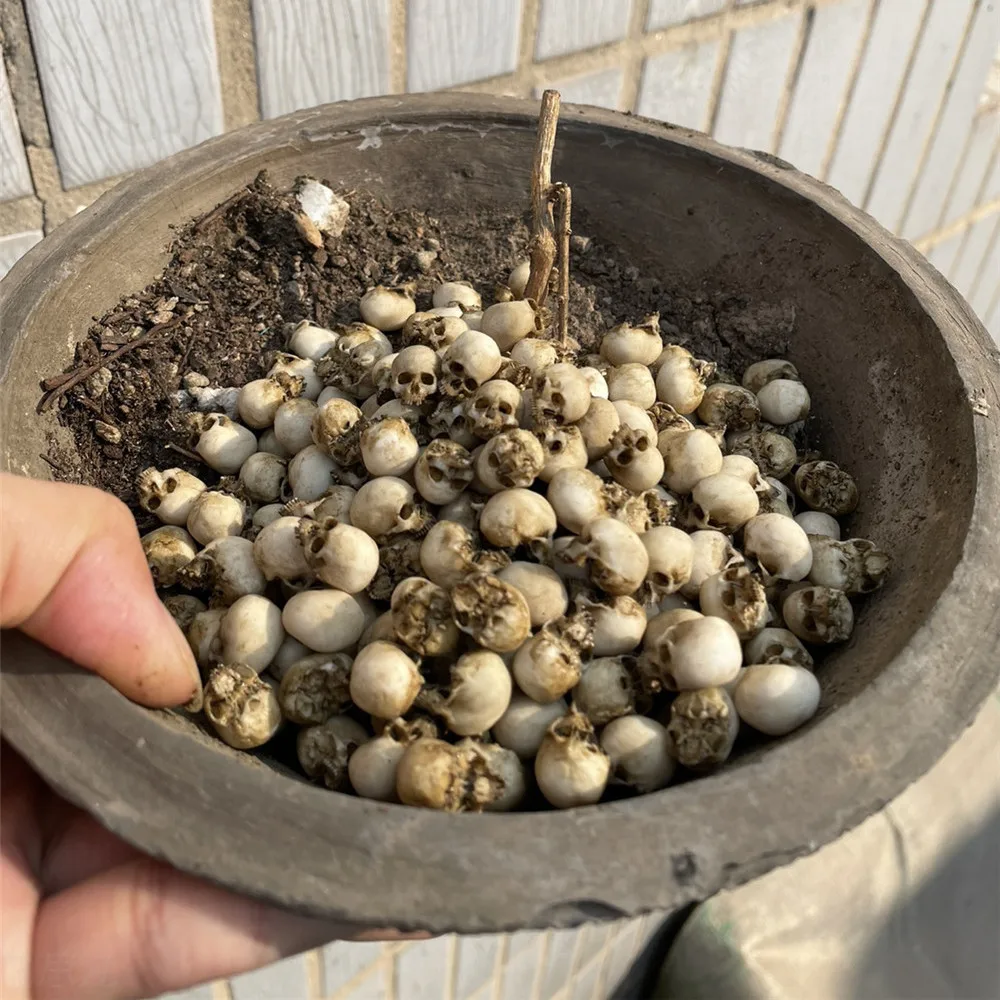 Mini Skull High Quality Miniat - đánh giá và giá Aquarium Plant Display