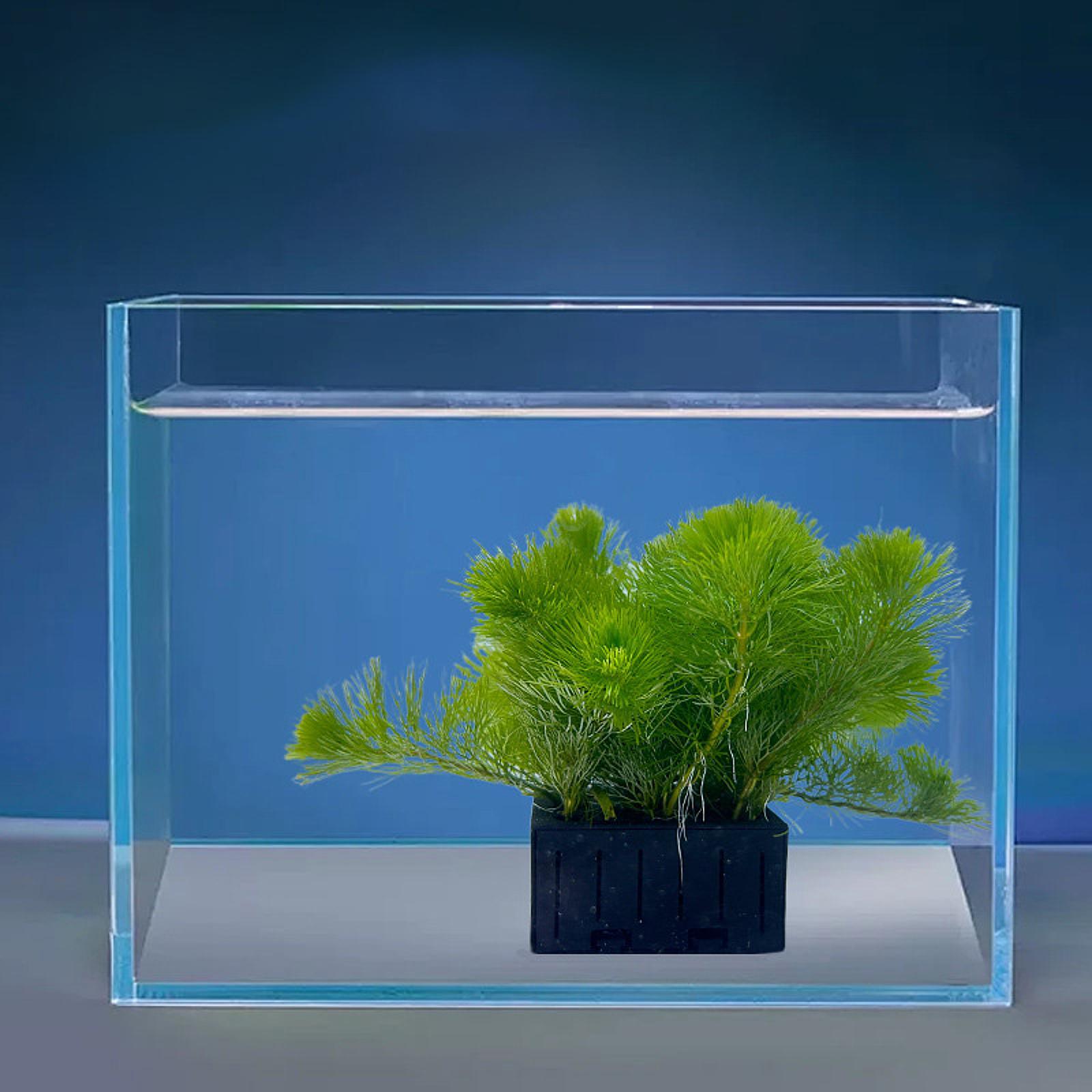 Aquarium Plant Basket PP Plast - đánh giá và giá Planted Aquarium Mini